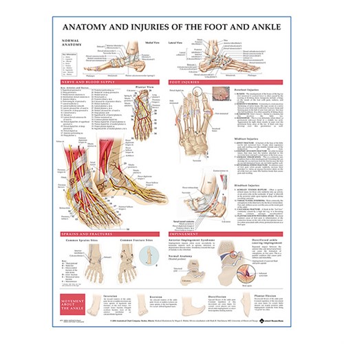 Injury of Foot and Ankle Anatomisk plansch