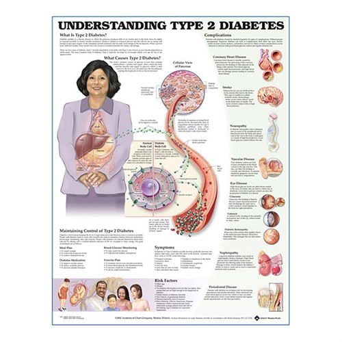 Understanding Typ2 Diabetes Anatomisk plansch