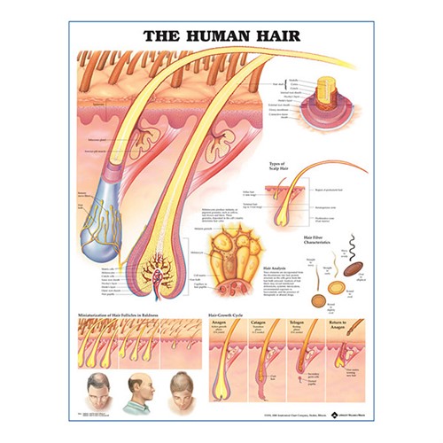 The Human Hair Anatomisk plansch