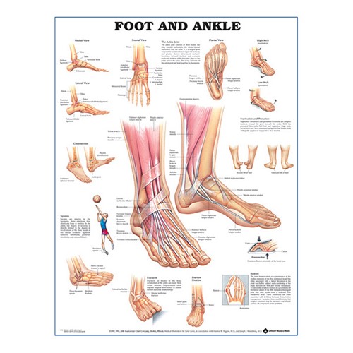 Foot And Ankle plastlaminerad anatomisk plansch