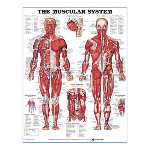 Muscular System Male plastlaminerad anatomisk plansch