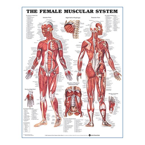 Muscular System Female plastlaminerad anatomisk plansch
