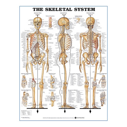 The Skeletal System plastlaminerad anatomisk plansch