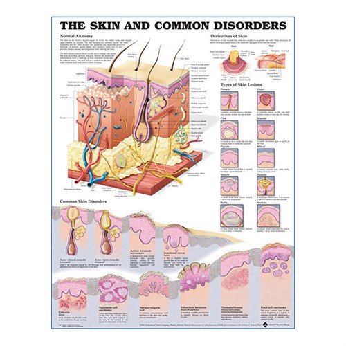 The Skin plastlaminerad anatomisk plansch